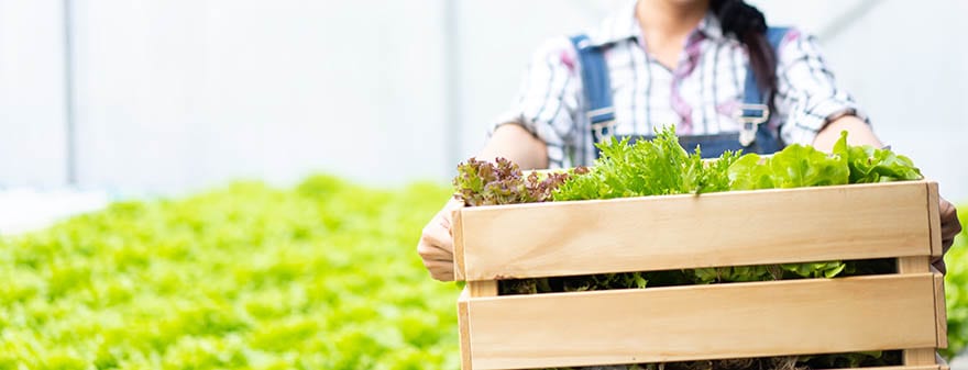 Farmer in greenhouse hydroponic holding basket of vegetable