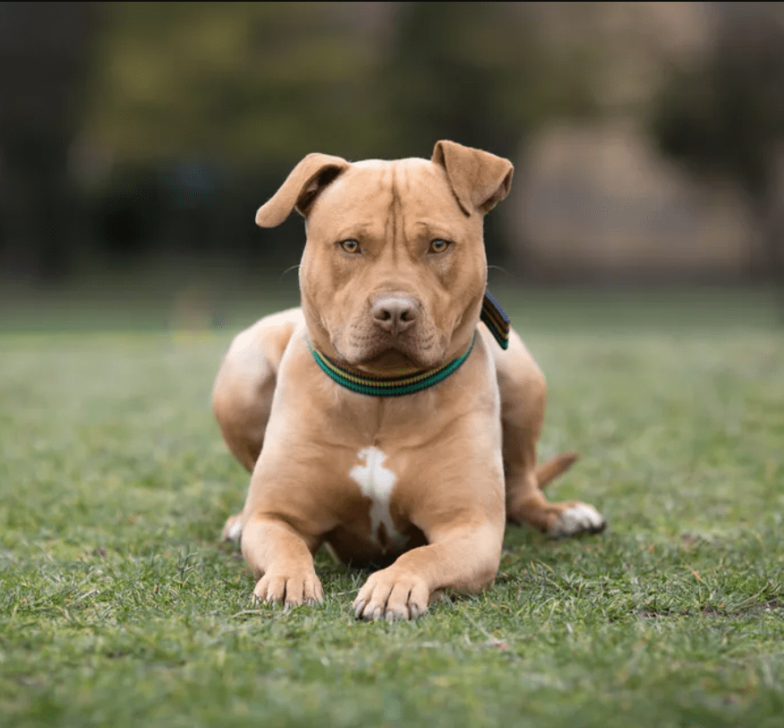 American-Staffordshire-terrier